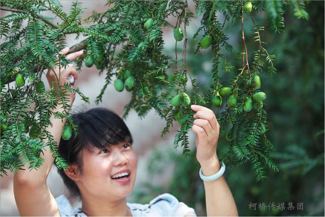 态协同”成就“两山”转化新模式CQ9电子有限公司稽东香榧“三(图2)