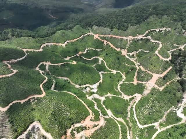 粤北山野“小辛香”如何迈向“大市场”CQ9电子app一颗山苍子的新生：(图2)