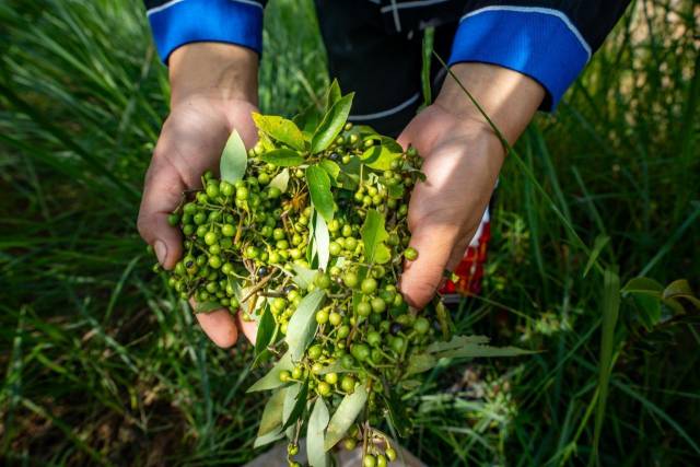 粤北山野“小辛香”如何迈向“大市场”CQ9电子app一颗山苍子的新生：(图3)
