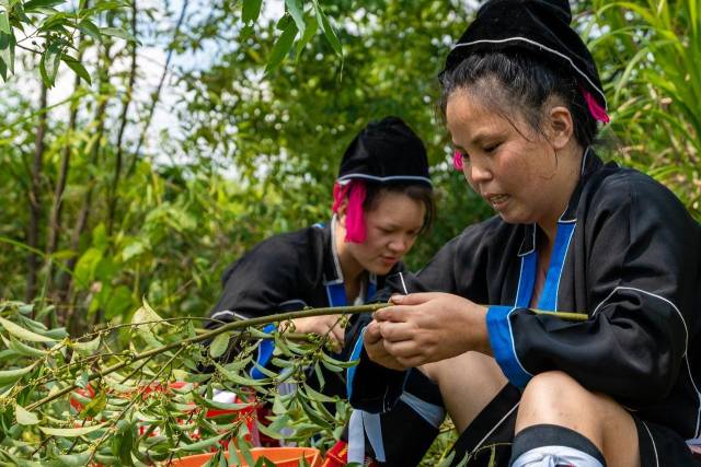 粤北山野“小辛香”如何迈向“大市场”CQ9电子app一颗山苍子的新生：(图4)